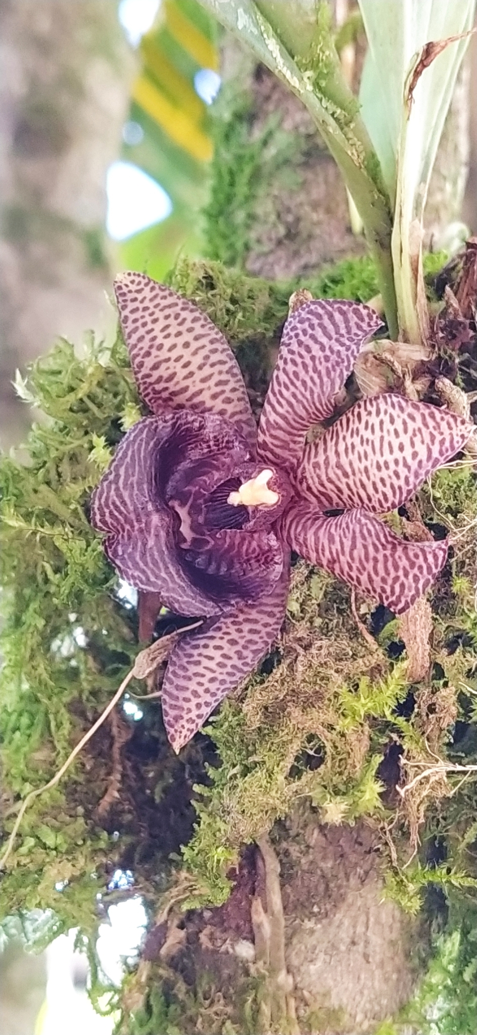Chaubardiella