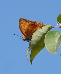 Charaxes marmax