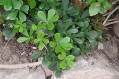 Cussonia thyrsiflora