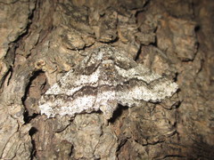 Megabiston plumosaria