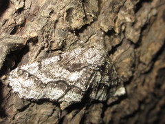 Megabiston plumosaria