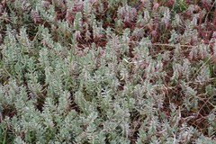 Chenolea diffusa