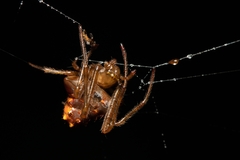 Verrucosa latigastra