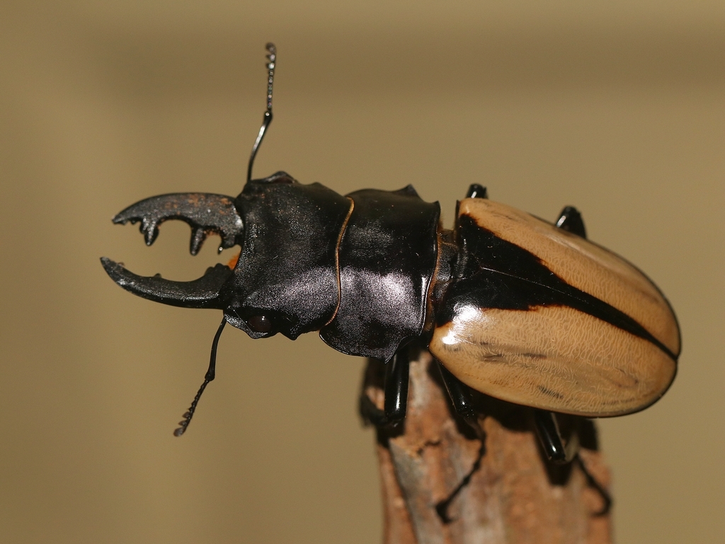 Odontolabis burmeisteri