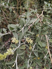 Psoralea striata
