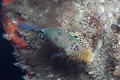 Canthigaster tyleri
