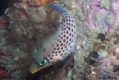 Canthigaster tyleri