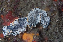 Dermatobranchus gonatophorus