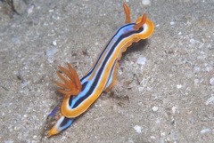Chromodoris celinae