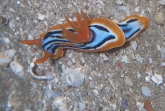 Chromodoris celinae