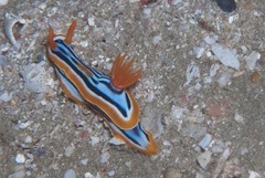 Chromodoris celinae