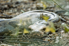 Python molurus