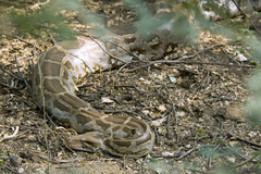 Python molurus