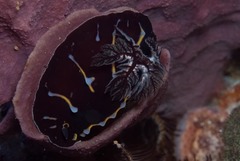 Halgerda wasinensis