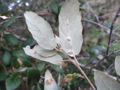 Dryomyia lichtensteinii