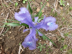Iris planifolia image
