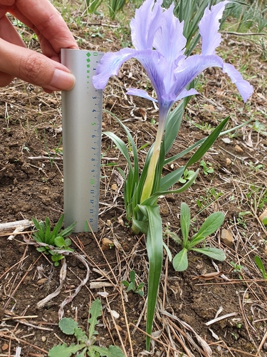 Iris planifolia image