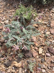 Astragalus malacus