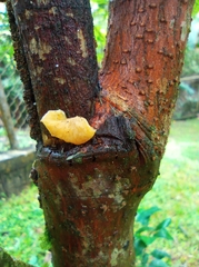 Heterotextus miltinus