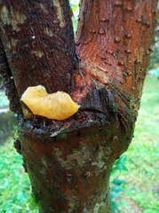 Heterotextus miltinus