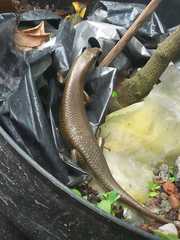 Eutropis multifasciata
