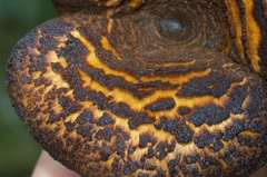 Austropaxillus squarrosus