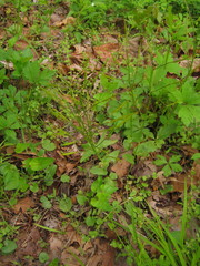 Cardamine douglassii