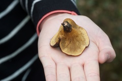 Austropaxillus squarrosus