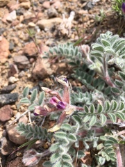 Astragalus malacus
