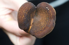 Austropaxillus squarrosus