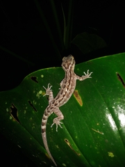 Cyrtodactylus marmoratus