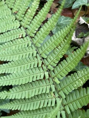 Dryopteris affinis borreri