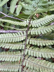 Dryopteris affinis borreri