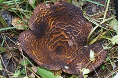 Austropaxillus squarrosus
