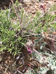Astragalus malacus