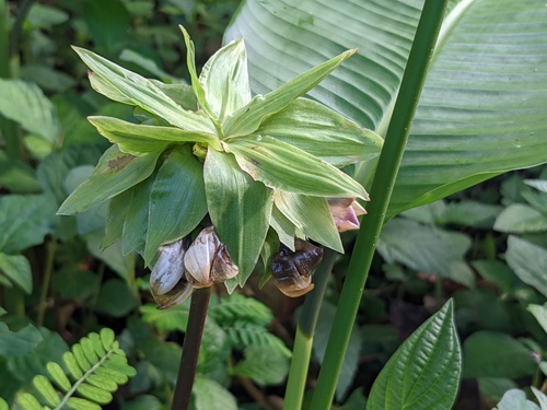 Goeppertia capitata (Goeppertia capitata)