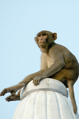Macaca mulatta