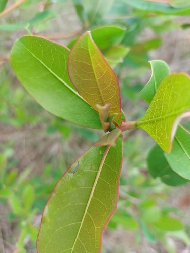 Image of Terminalia brachystemma by (c) Manuel R Popp, some rights reserved (CC BY)
