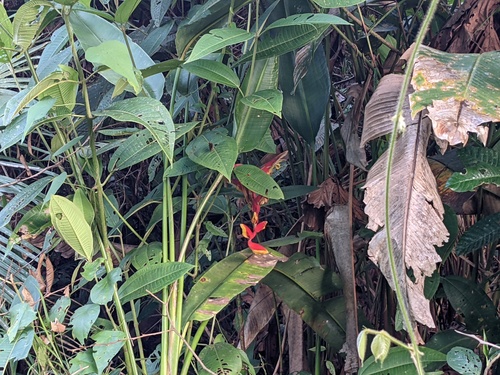 Heliconia marginata (Heliconia marginata)