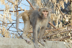 Macaca mulatta
