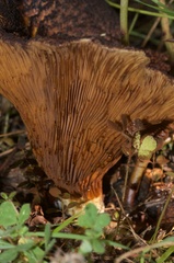 Austropaxillus squarrosus
