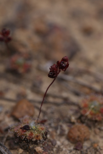 Drosera platystigma (Drosera platystigma)