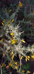 Ulex eriocladus