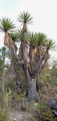 Yucca periculosa