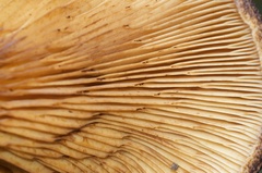 Austropaxillus squarrosus