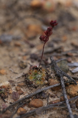 Drosera platystigma