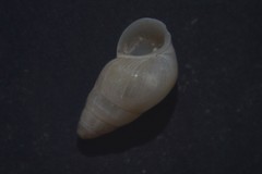 Peringia ulvae