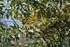 Phoradendron nervosum
