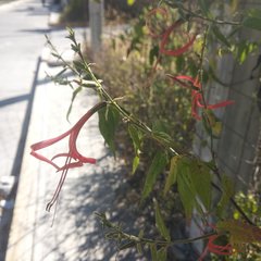 Anisacanthus