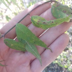 Anisacanthus